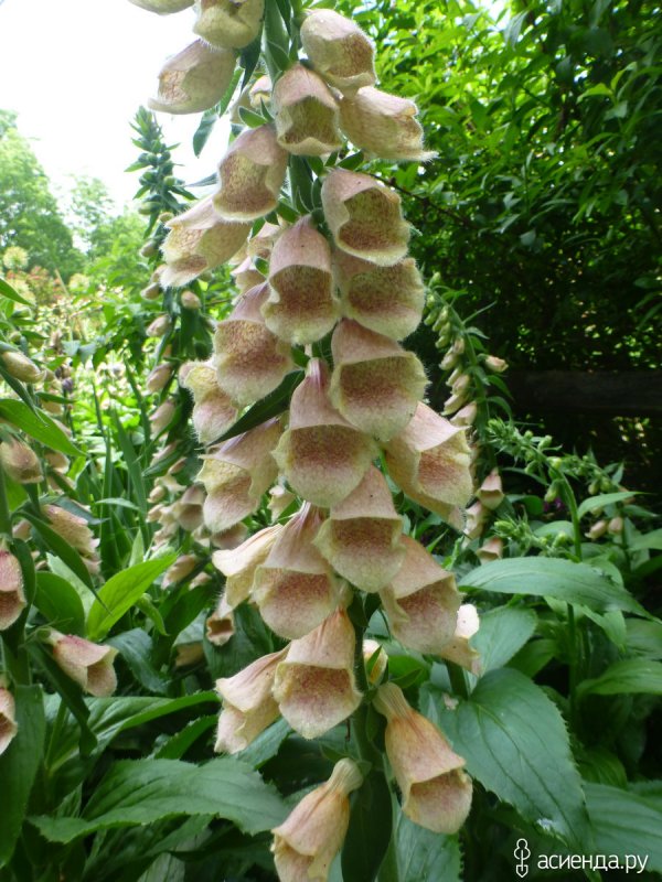 Наперстянка желтая digitalis lutea