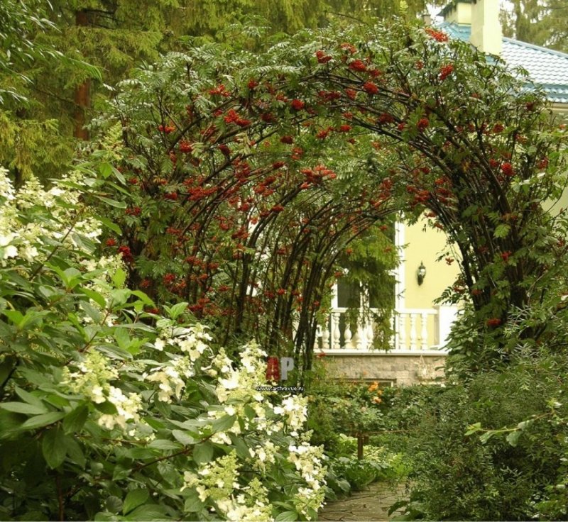 Лимонник китайский на арке