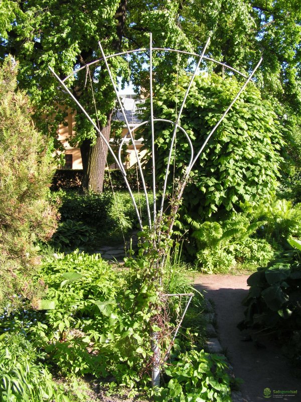 Лимонник китайский