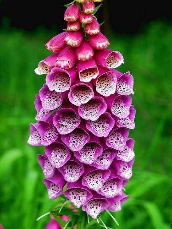 Наперстянка 'Dalmatin Purple'