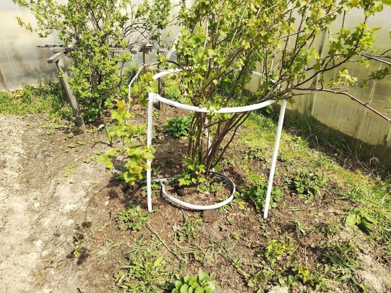 Розы во дворе