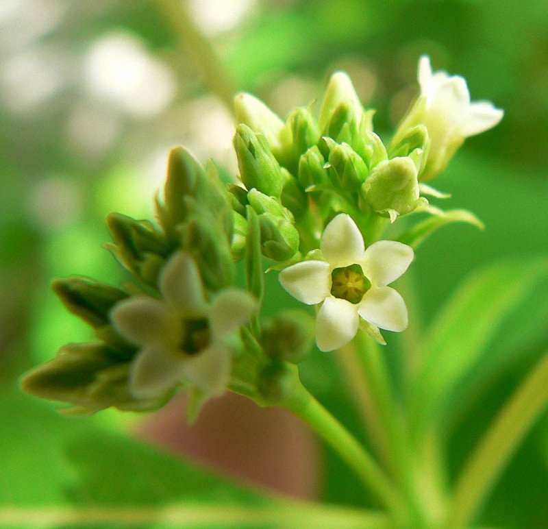 Apocynum androsaemifolium