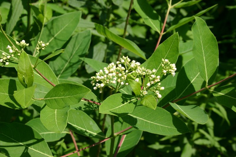 Apocynum androsaemifolium