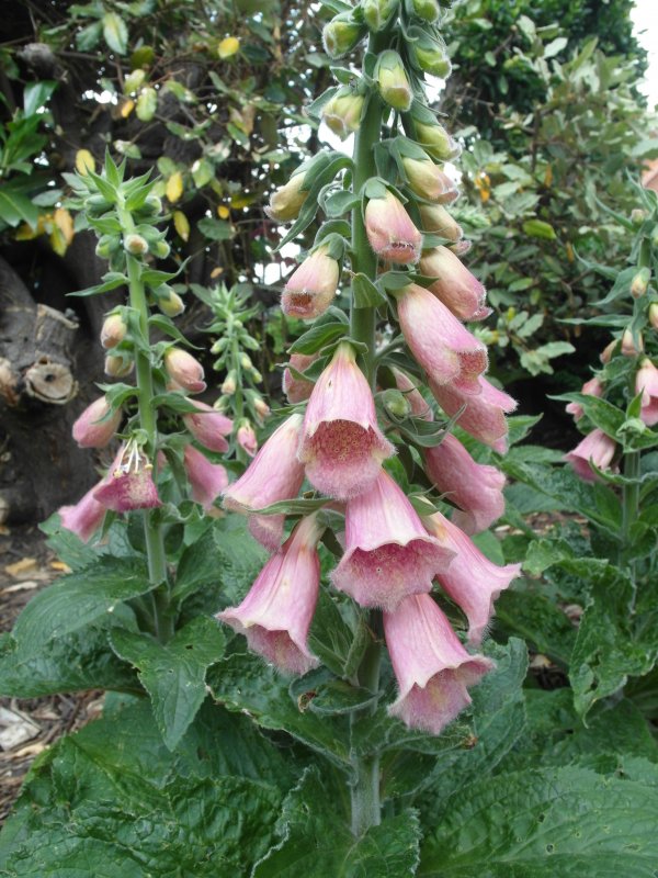Digitalis purpurea Seeds