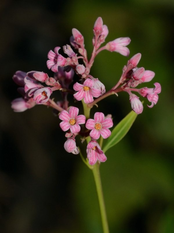 Apocynum androsaemifolium