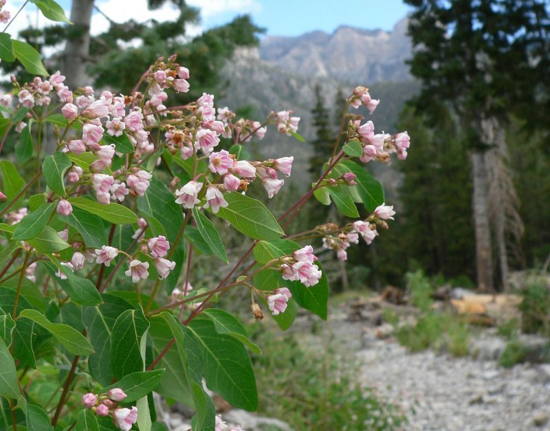 Apocynum cannabinum
