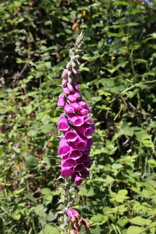 Digitalis mertonensis