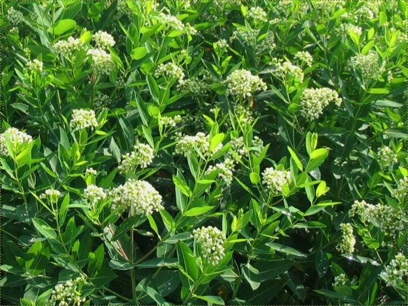 Apocynum venetum