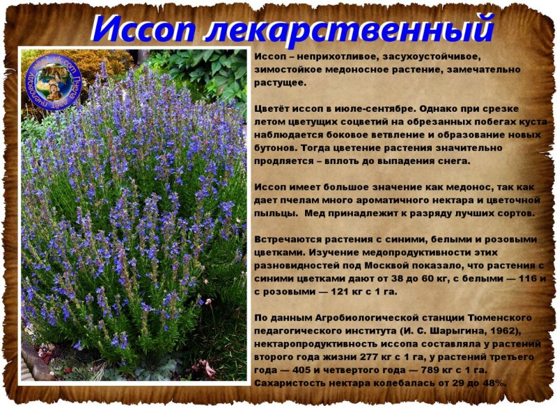 Котовник и иссоп