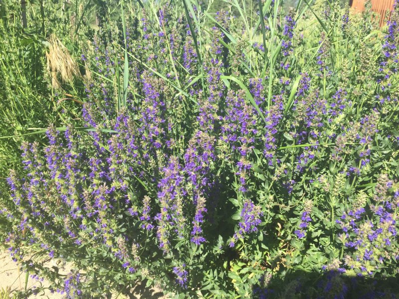 Hyssopus officinalis 'caeruleus'