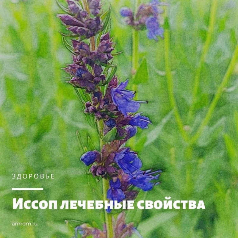 Иссоп обыкновенный