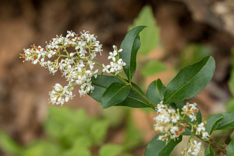 Apocynum cannabinum