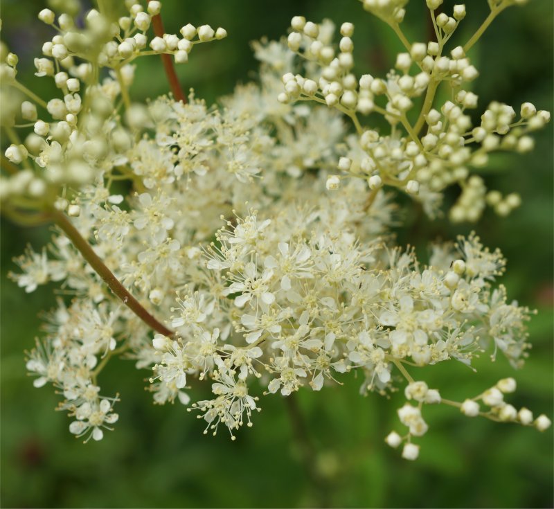 Dogbane растение