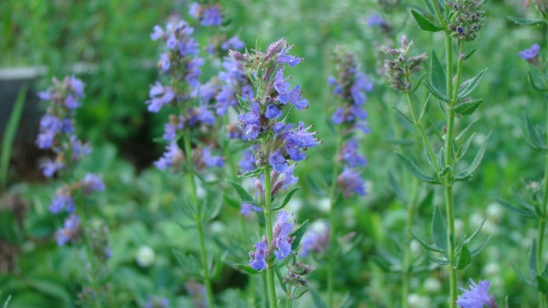 Иссоп officinalis aristatus