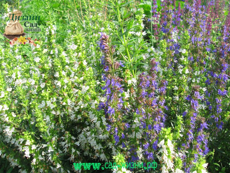 Иссоп лекарственный (Hyssopus officinalis)