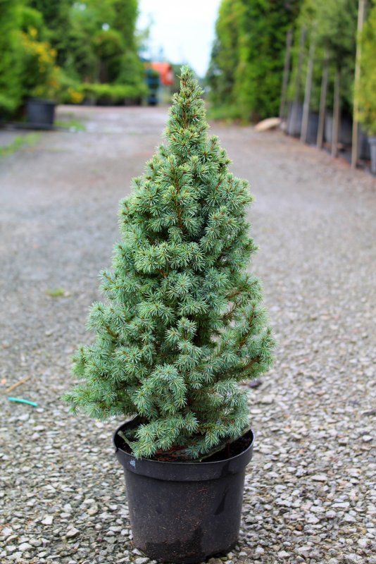 Ель канадская (Picea glauca) Echiniformis