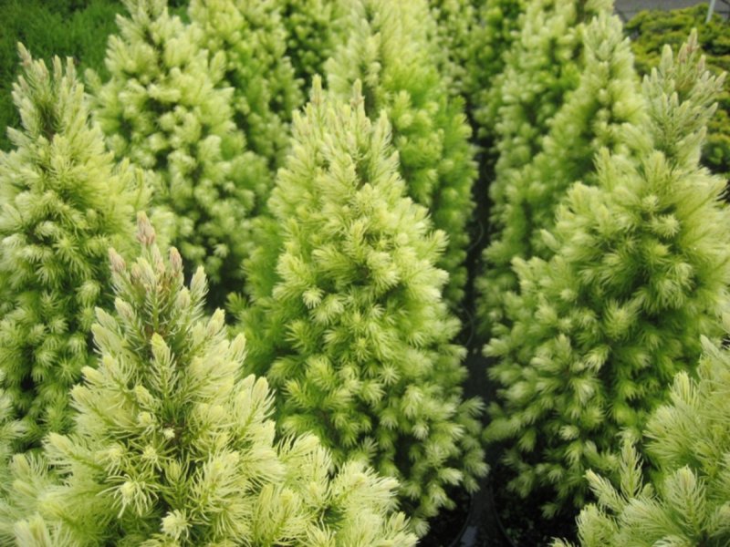 Ель канадская Дейзи Уайт (Picea glauca Daisy's White)