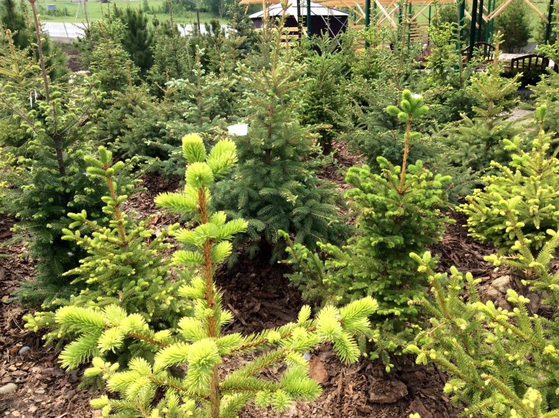 Picea glauca Sander's Blue