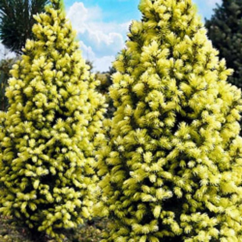 Ель канадская Picea glauca Rainbow's end