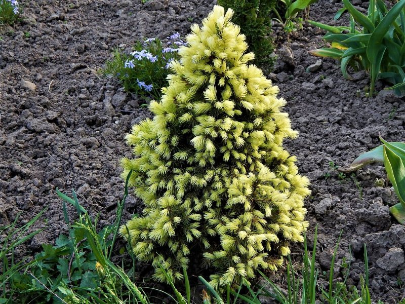 Ель канадская Дейзи Уайт (Picea glauca Daisy's White)
