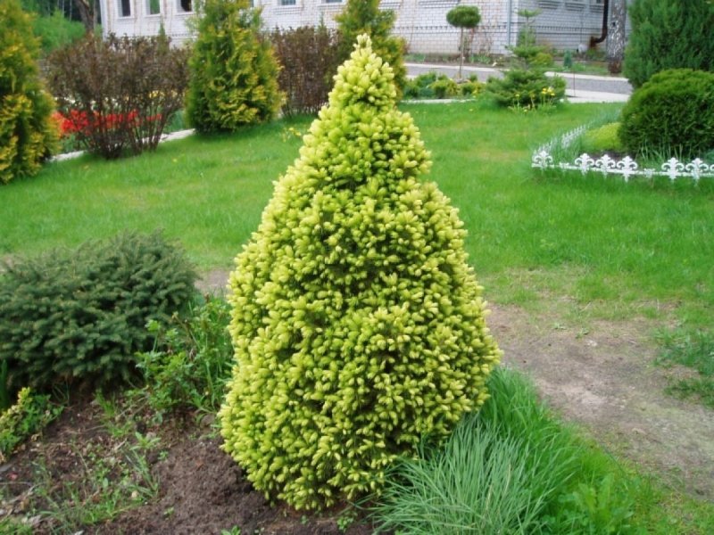 Ель канадская Laurin