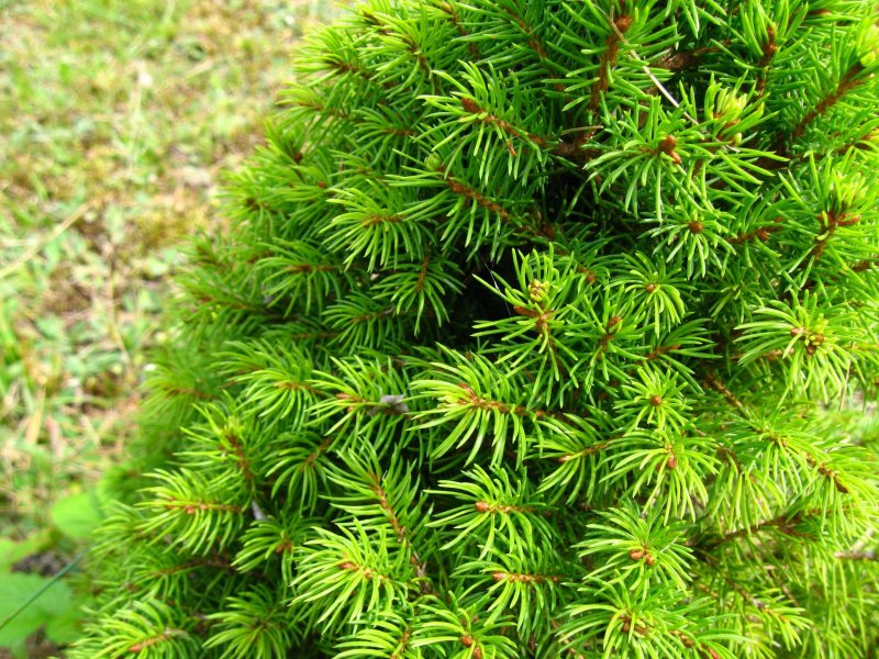 Ель канадская Picea glauca Rainbow's end