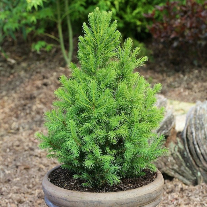 Ель канадская Дейзи Вайт (Picea glauca Daisy's White)