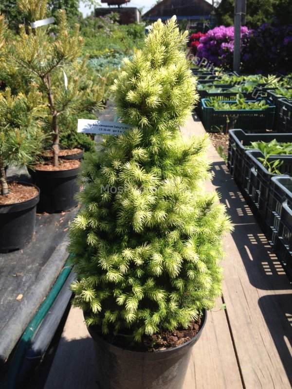 Ель канадская Picea glauca Rainbow's end