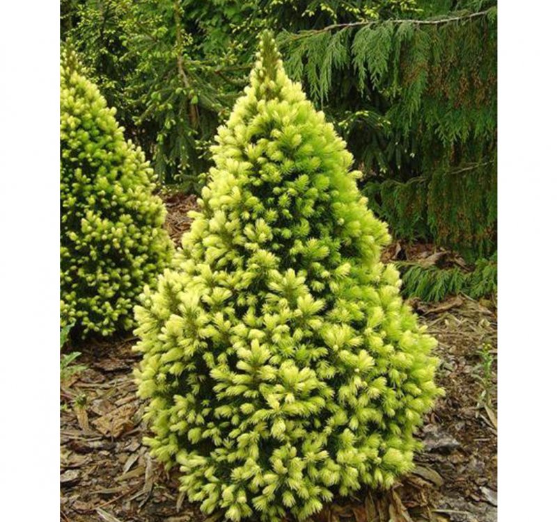 Picea glauca Dendrofarma Gold