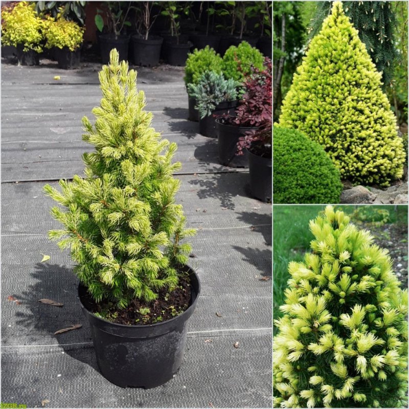 Ель канадская Дейзи Уайт (Picea glauca Daisy's White)