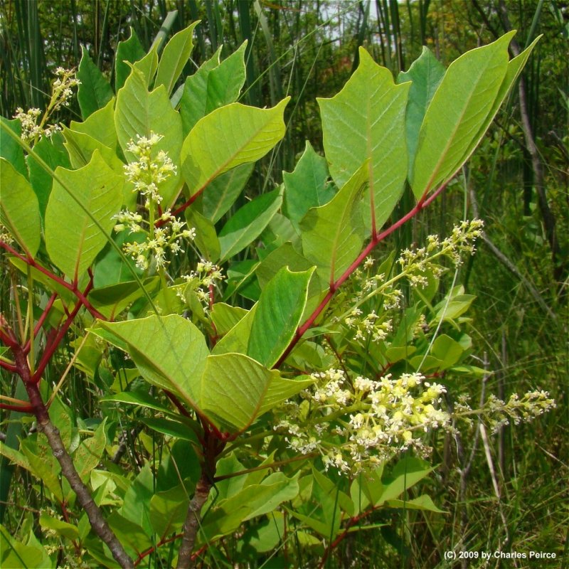 Черемуха виргинская (Padus virginiana)