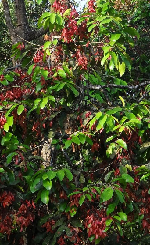 Shorea Siamensis