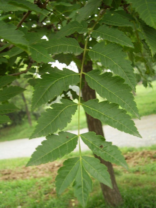 Вяз мелколистный Ulmus parvifolia