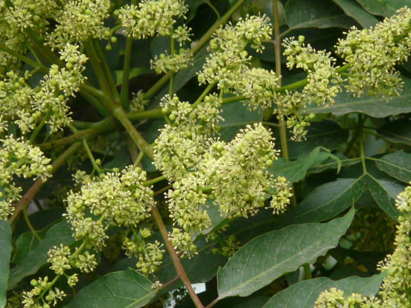 Sapindus Mukorossi