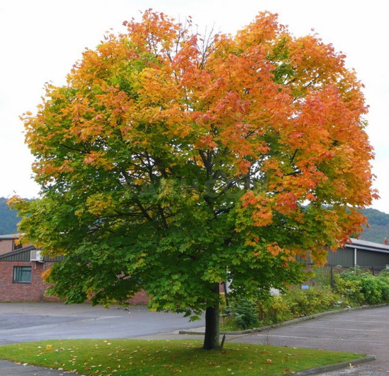 Сумах оленерогий Rhus typhina