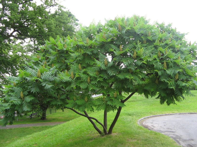 Сумах оленерогий Rhus typhina