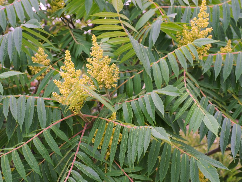 Rhus Verniciflua