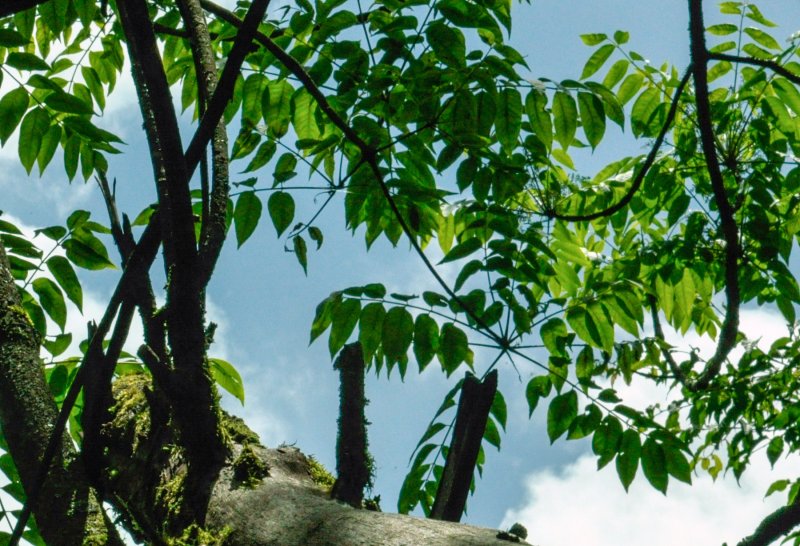 Лаковое дерево (лат. Toxicodendron vernicifluum)