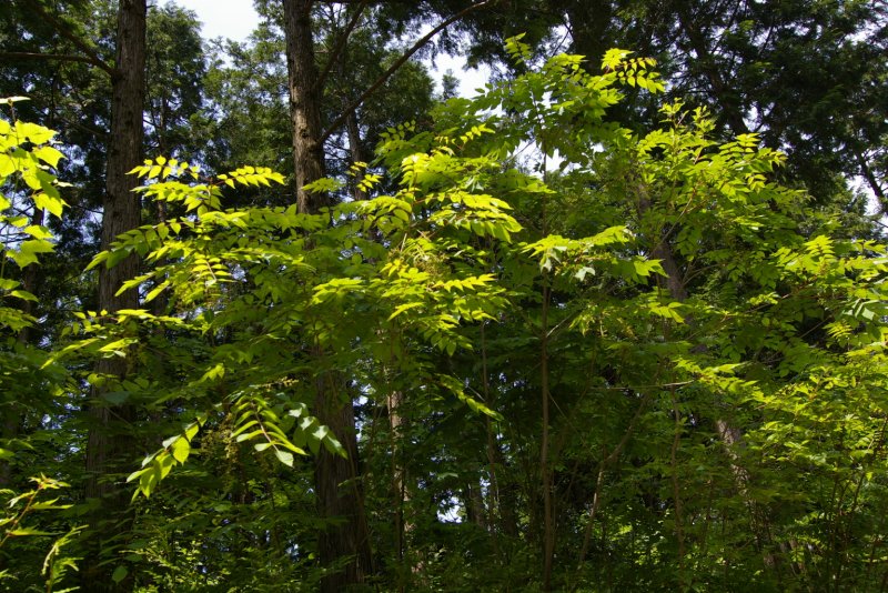 Toxicodendron vernicifluum