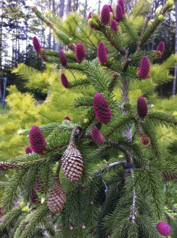 Ель обыкновенная Picea Abies 'Gold Drift'