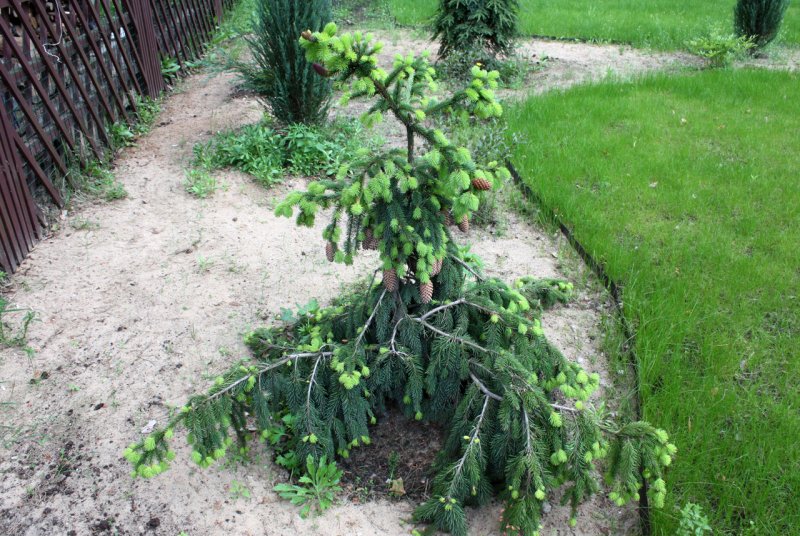 Ель Picea Abies Acrocona