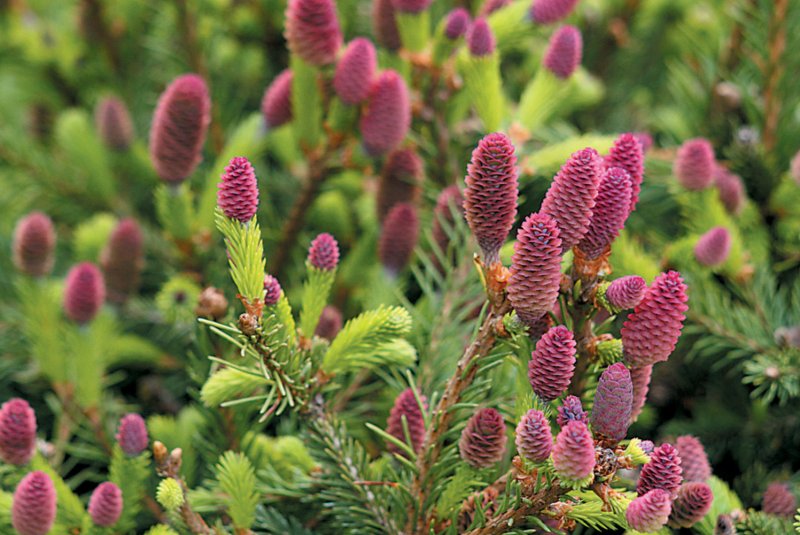 Ель обыкновенная Picea Abies 'Acrocona'