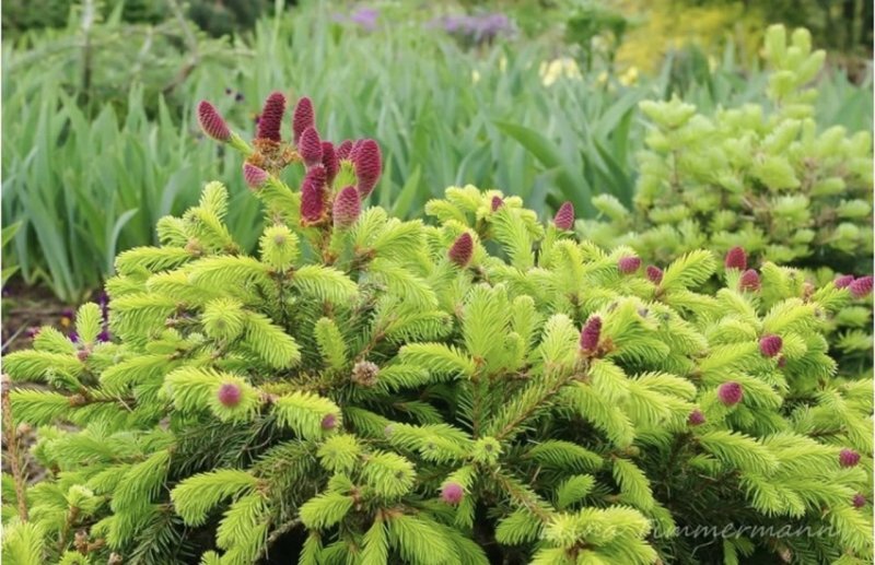 Ель обыкновенная (Picea Abies Acrocona) c4 40-60