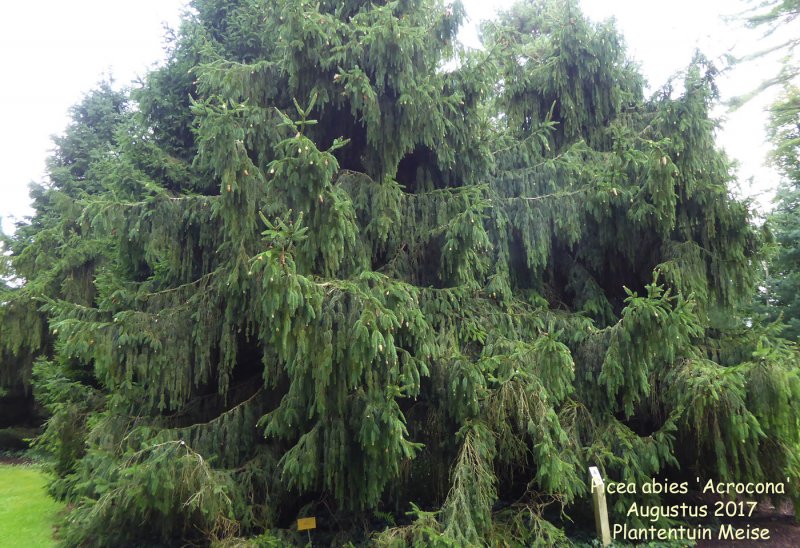 Ель Акрокона Picea Abies