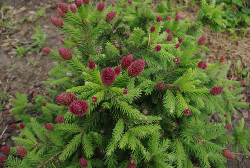 Picea Abies 'Acrocona' pa