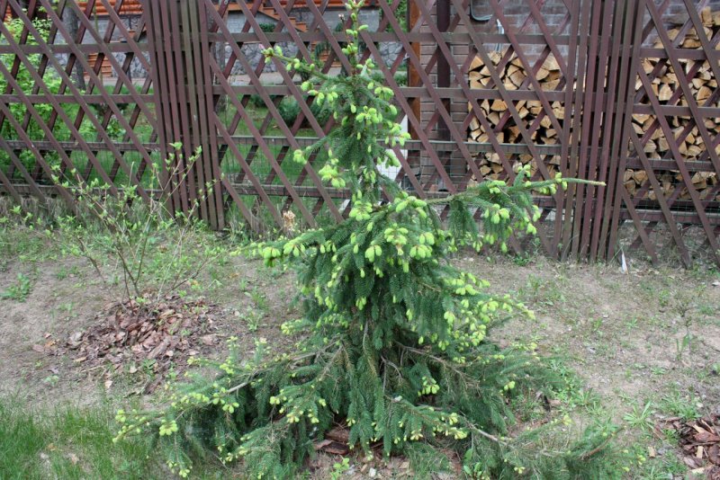 Ель европейская Picea Abies