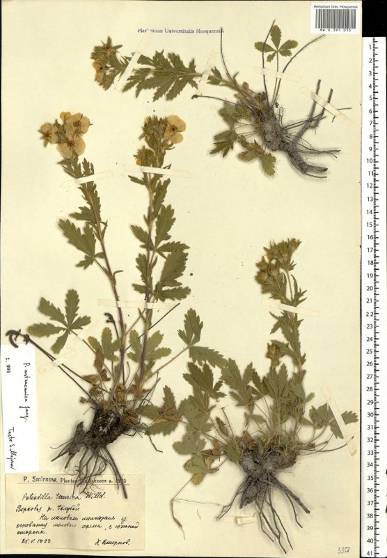 Potentilla astracanica