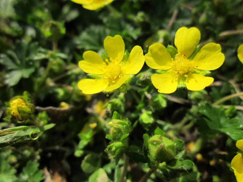 Potentilla astracanica