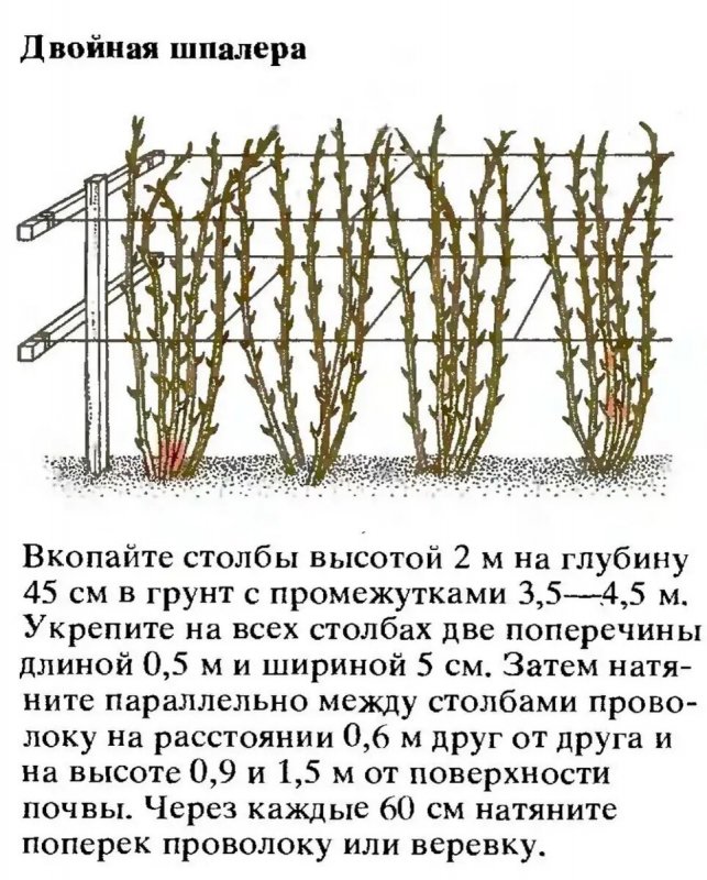 Олег Савейко ежевика