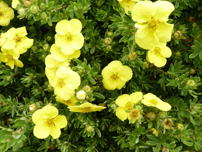 Potentilla fruticosa Moonlight